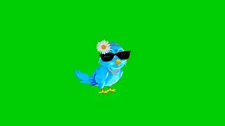 No Copyright  tuni chidiya 15 bird cartoon green screen  Bird Green Screen  green screen cartoon