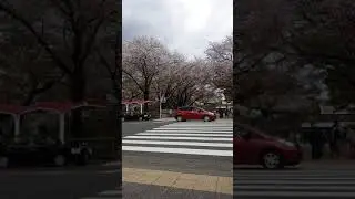 🧡💜Japan trip 11-15 April 19 🧡💜(7)