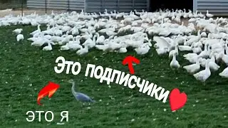 Их маг Дейчленд, Razvlekayus' kak mogu