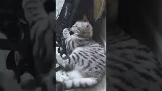 Всё могут короли!!!