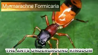 THE ANTS: UNDERGROUND KINGDOM - MYRMARACHNE FORMICARIA. DISCRIPTION.