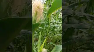 Жду богатый урожай кукурузы!