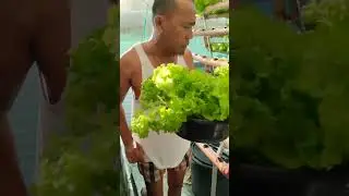 SAMAHAN NYO PO AKO SA PAGHARVEST NG AKING LETTUCE | LOLLO BIONDA