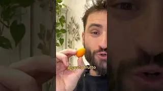 KUMQUAT frutto esotico 🍊