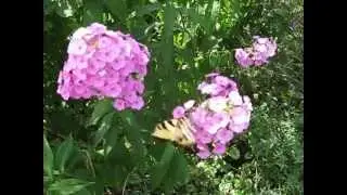 Butterfly Buffet 7/27/2013