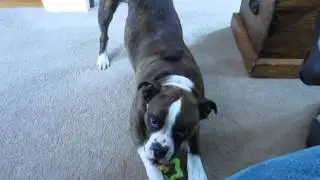 Archie Likes To Growl When He Plays