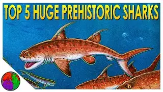 TOP 5 HUGE Paleozoic Sharks You've Never Heard Of