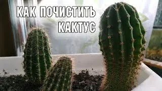 Как чистить кактус маммилярию подручными средствами / МОИ КАКТУСЫ