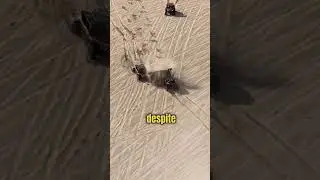 He Saved His Friends Life😲 (@rzr_chihuas)