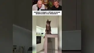 Завела кошку называется 😹