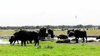 Buffalo herd at waterhole
