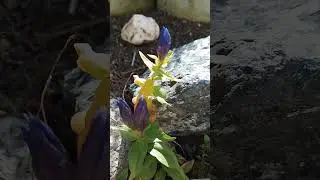 Горечавка 2 декабря 