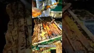 قطف عسل السدر  حول بحيرة طبريا