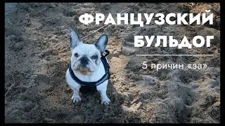 5 причин завести французского бульдога