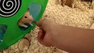 Хомяк ест сверчка. Смесь насекомых Little One