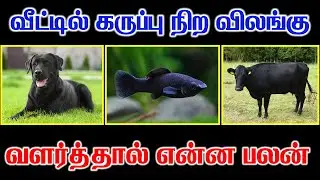 Black pet personality traits | கருப்பு நிற விலங்கு வளர்த்தால் என்ன பலன்| Lucky Pets | astrology Zone