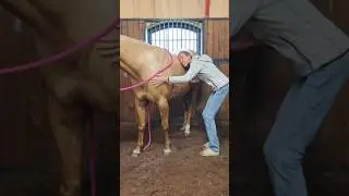 We needed this♥️#shorts #horse #babyhorse #equestrian