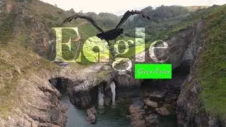 Video Material Eagle in Green Screen 4k#eagle #effects#4kvideo