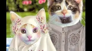 ANNIMALS FUNNY VIDEOS Curhatan Kucing Lucu,Gokil Banget 2015 HD