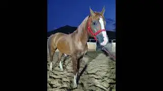 407  Beautiful horse   Smart horse