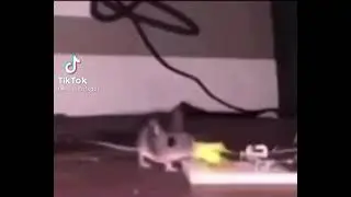Cum sock