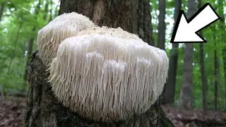 OS TIPOS MAIS ESTRANHOS DE FUNGOS