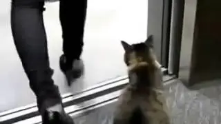 КОШАЧЬИ ПРИКОЛЫ ! КОШКА В ЛИФТЕ ЕДЕТ ДОМОЙ.