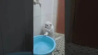 Моя кошка умывается как человек! 🐱🚰 | My Cat Washes Like a Human!