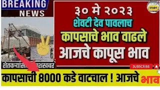 शेतकऱ्यांसाठी आनंदाची बातमी...! | देव पावला कापसाचे भाव वाढले🛑 | कापसाची 8000 कडे वाटचाल 🤑🤑