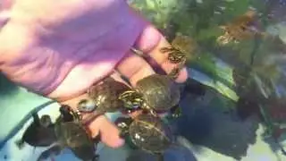 Turtle Attack!