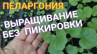 Выращивание Пеларгонии ЛЕГКО! Чем удобрять, как ухаживать?!