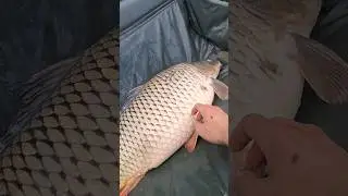 Величезний КОРОП🔥 #carpfishing #рибалка2024 #короп #рибалка