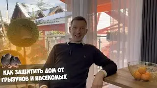 Как защитить свой дом от насекомых и грызунов?