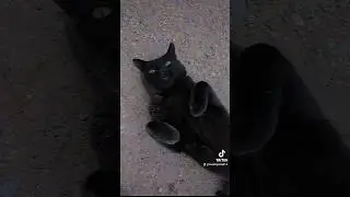 Jiji words if wisdom