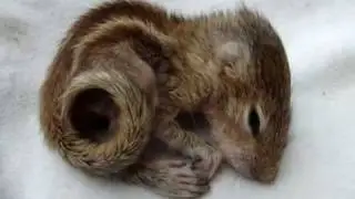 Baby Squirrel - Back Scratch