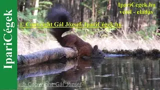 Európai mókus - Sciurus vulgaris, 4K, mókus iszik,  sv4Kv220815-1-4538-78-220905