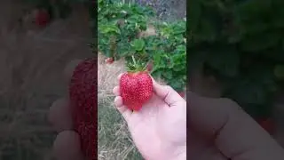 Продолжаем сбор урожая клубники 🍓