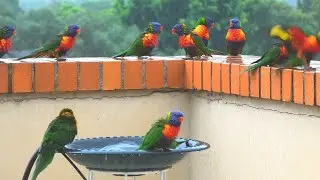 Epic Parrot Pool Party - Rainbow Lorikeets, Pigeons, Magpie