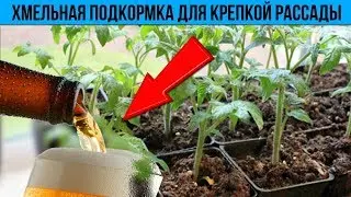 Хмельная подкормка Крепкая и здоровая рассада Вам обеспечена Самая лучшая подкормка рассады
