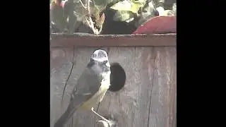 The Blue tits feeding program going like clockwork. Bird box garden watch.