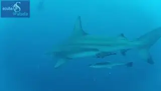 Shark trip Scuba Studio