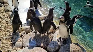 Humboldt penguins diving (8K)