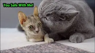 How My Cat Became a Mother to a Rescue Kitten in 2 Weeks!