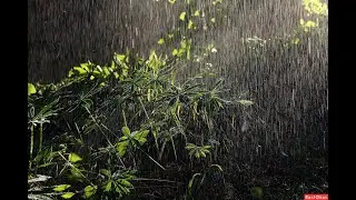 Тропический ливень с Птичками. Tropical rain.