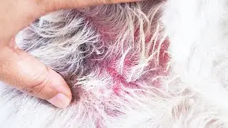 4 Best Dog Ringworm Treatments and Home Remedies