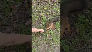 Кормим белок в парке🐿️