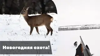 Охота на косулю и зайца! Сезон 2021-2022