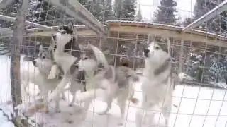 Сибирские хаски. Таежная заимка. GoPro. Кемерово