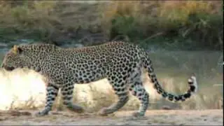 Footage Firm Exotic Animal Stock Footage: Leopards