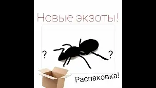 Новые экзотические муравьи! Распаковка.